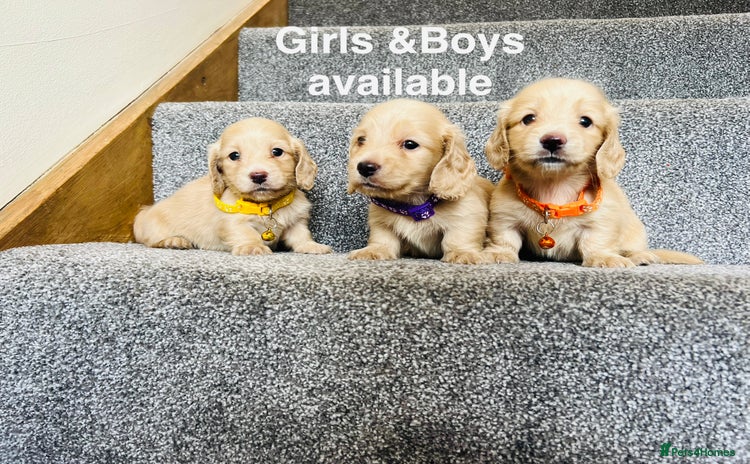 Miniature Dachshund dogs - Advert 3