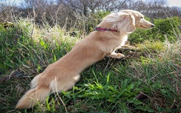 Miniature Dachshund dogs for stud: KC Reg DNA Health Tested CLEAR - CREAM MINI DACH in Littleborough - Image 1