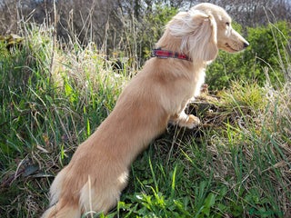 Miniature Dachshund dogs in Littleborough - Advert 33