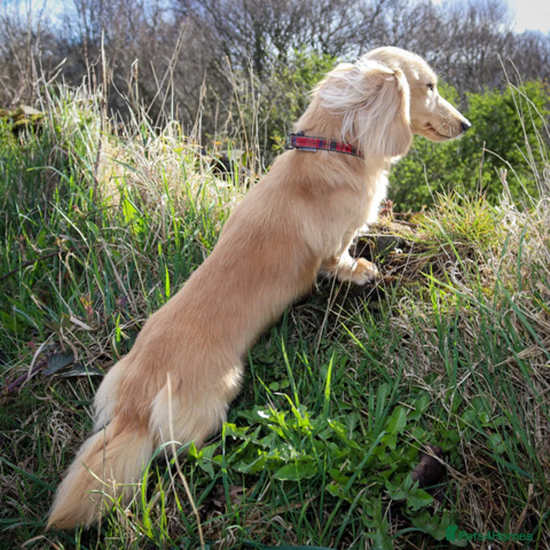 Miniature Dachshund dogs for stud: KC Reg DNA Health Tested CLEAR - CREAM MINI DACH in Littleborough - Advert 1