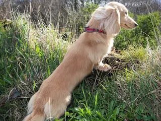 Miniature Dachshund dogs KC Reg DNA Health Tested CLEAR - CREAM MINI DACH in Littleborough - Advert 6