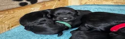 Cocker Spaniel dogs for sale: Working cocker spaniel pups - Advert 1