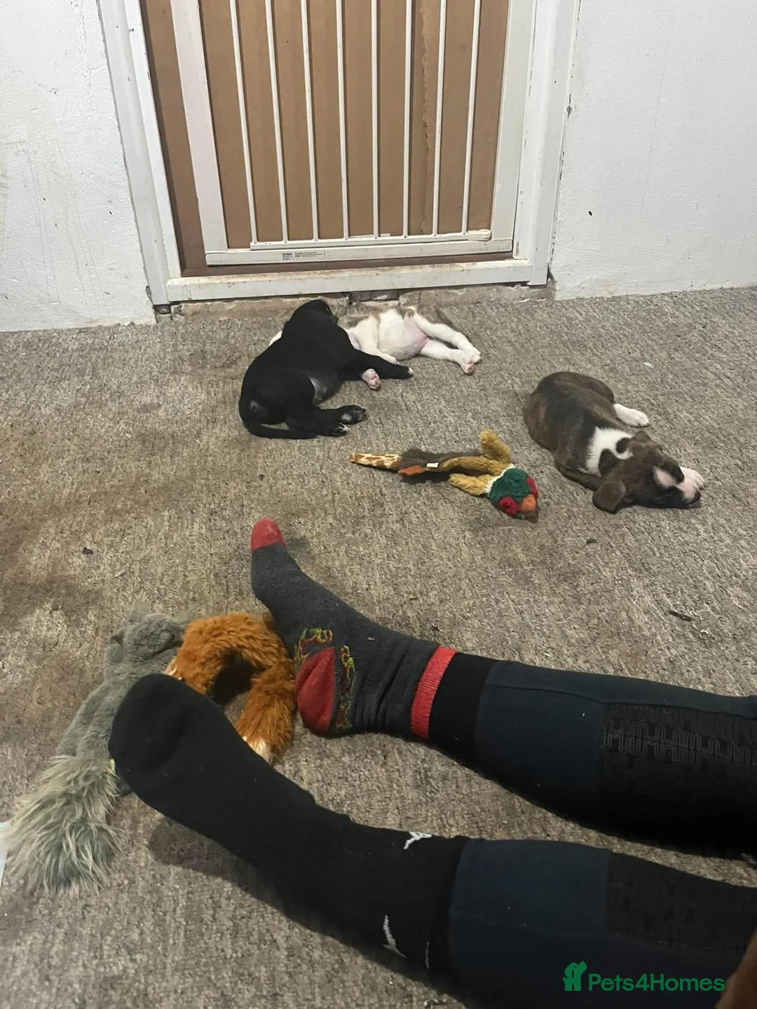 Mixed Breed dogs for sale: Beautiful bull lurcher pups  in Barnstaple - Advert 13