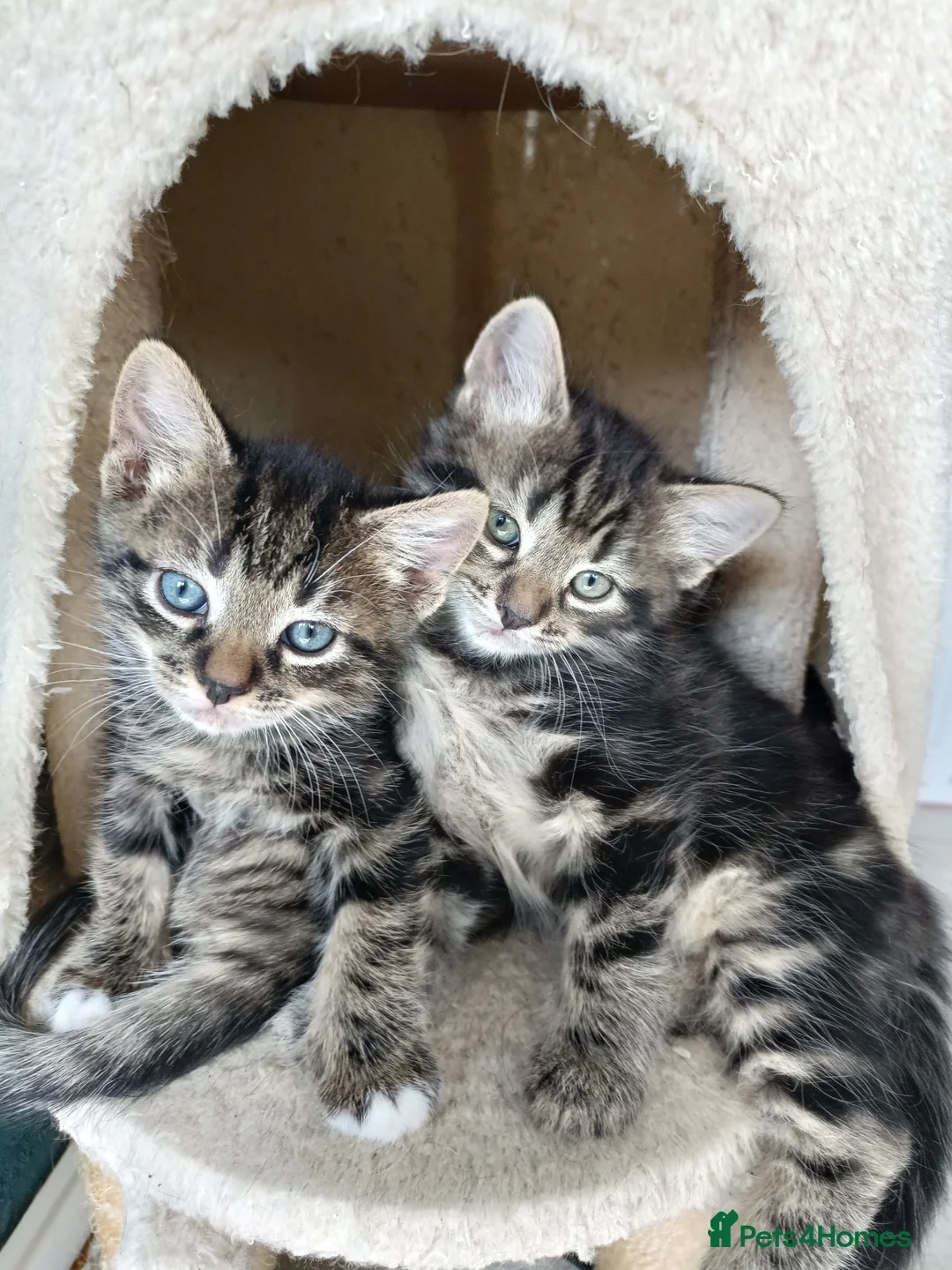 British Shorthair cats for sale: Five adorable Grey Tabby kittens in Harlow - Advert 1