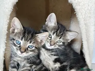 British Shorthair cats Five adorable Grey Tabby kittens - Advert 2