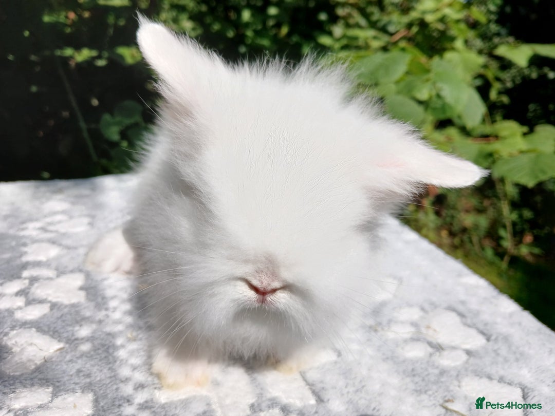 Lionhead rabbits for sale: Stunning DM Lionhead baby rabbits  - Image 10