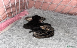 Bengal cats for sale: Bengal Cross - Image 18