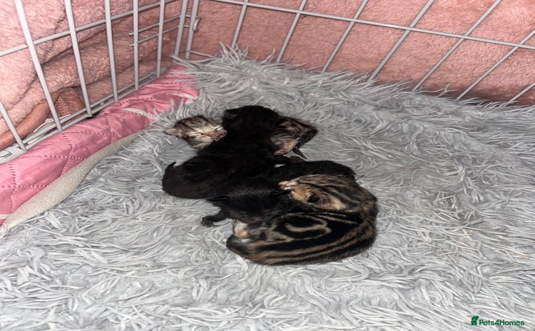 Bengal cats - Advert 7