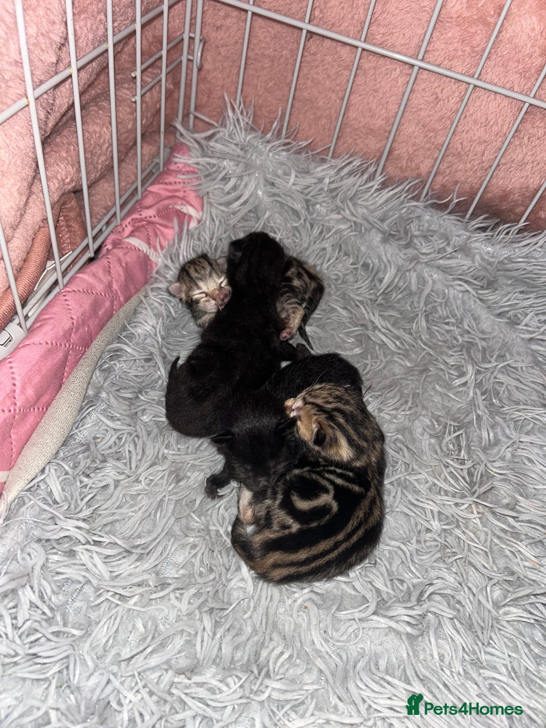 Bengal cats for sale: Bengal Cross - Image 18