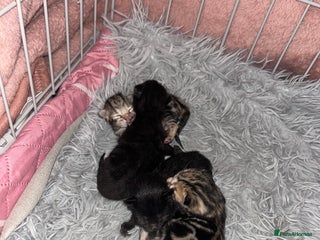 Bengal cats - Advert 4