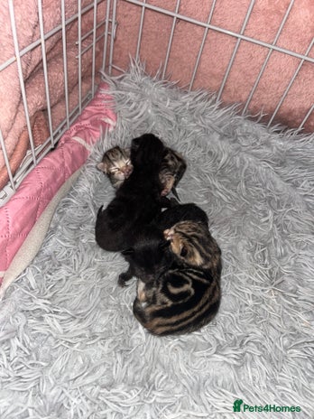 Bengal cats - Advert 7