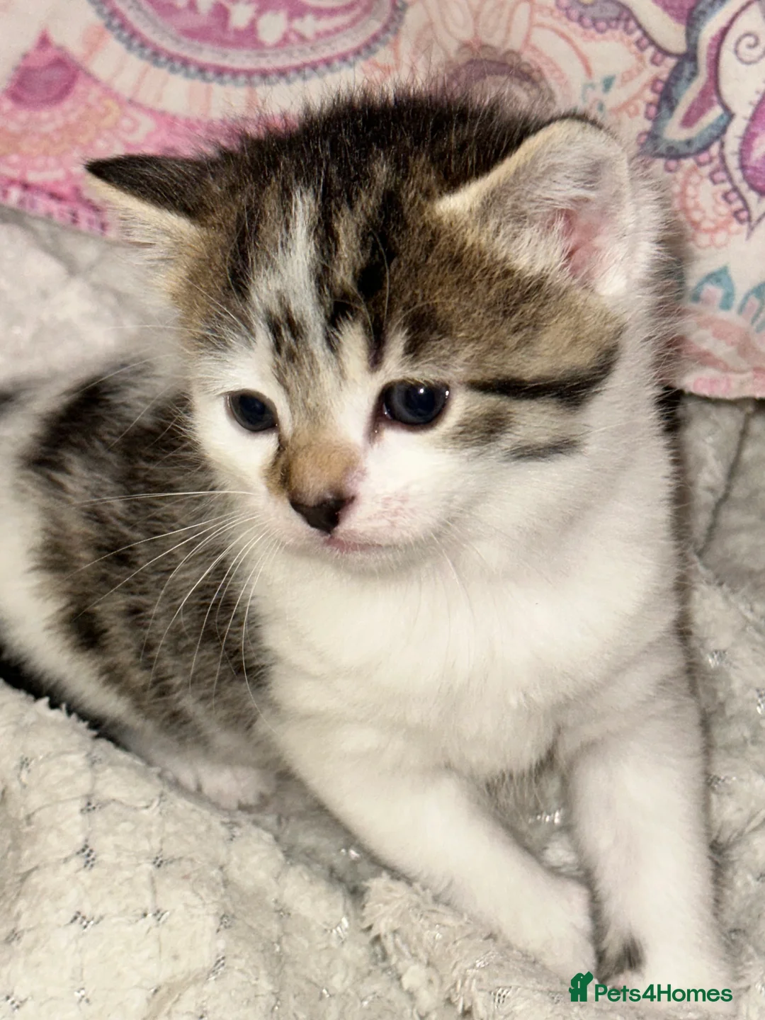 American Shorthair cats for sale: 6 BEAUTIFUL AMERICAN SHORTHAIR ✨  - Advert 3