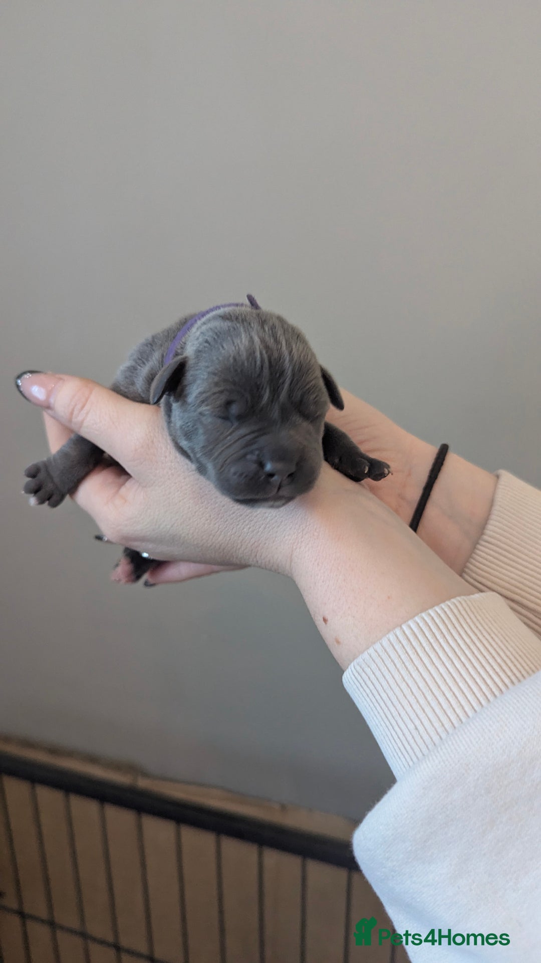 Staffordshire Bull Terrier dogs for sale: Beautiful KC reg Staffordshire bull terriers - Advert 14