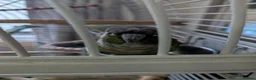 Conures birds for sale: Bonded Pair of Conures (Green Cheek & Pineapple) - Advert 24