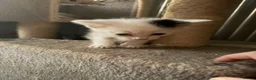 Mixed Breed cats for sale: 6 beautiful kittens  - Advert 7