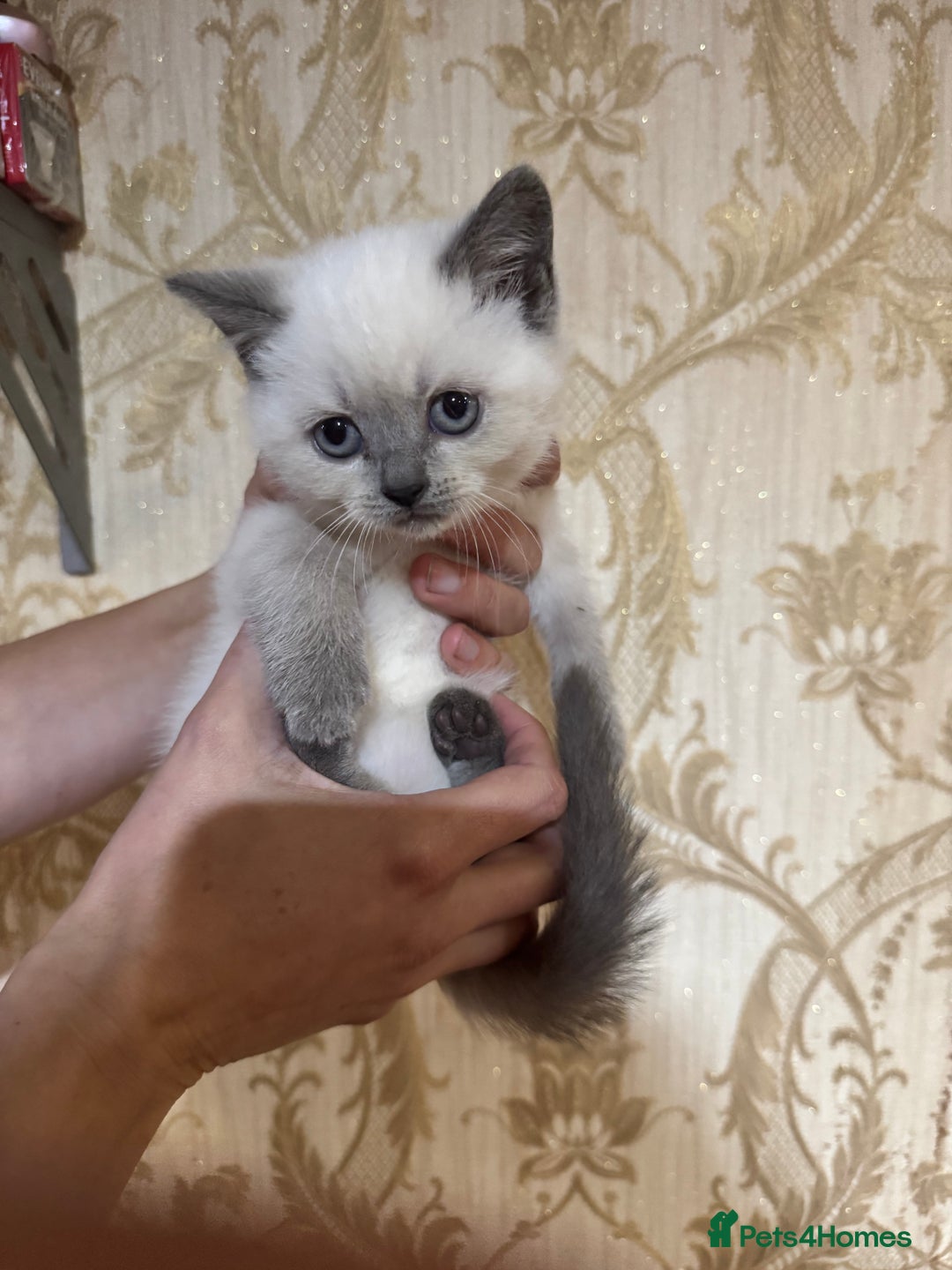 British Shorthair cats for sale: Colour Point British Short Hair Kittens - Image 4