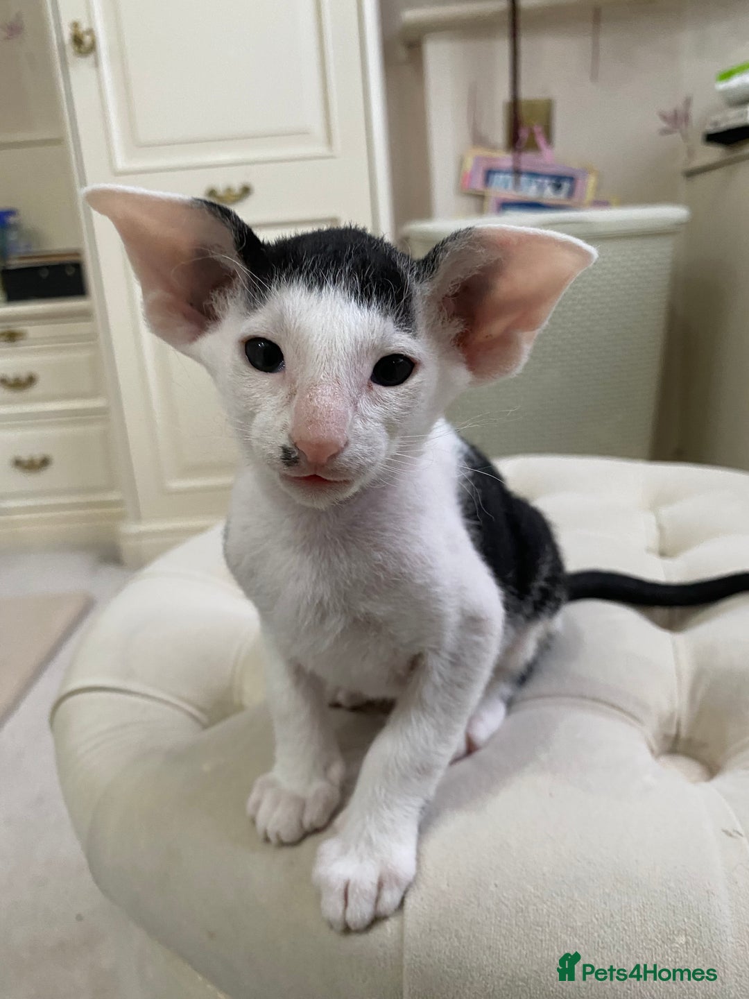 Oriental cats for sale: Beautiful Oriental Kittens for Sale - Advert 35