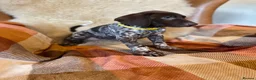 German Shorthaired Pointer dogs for sale: Kc female GSP - Advert 13