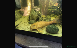 Plecos fish for sale: Albino and Black plecos need new home - Image 6