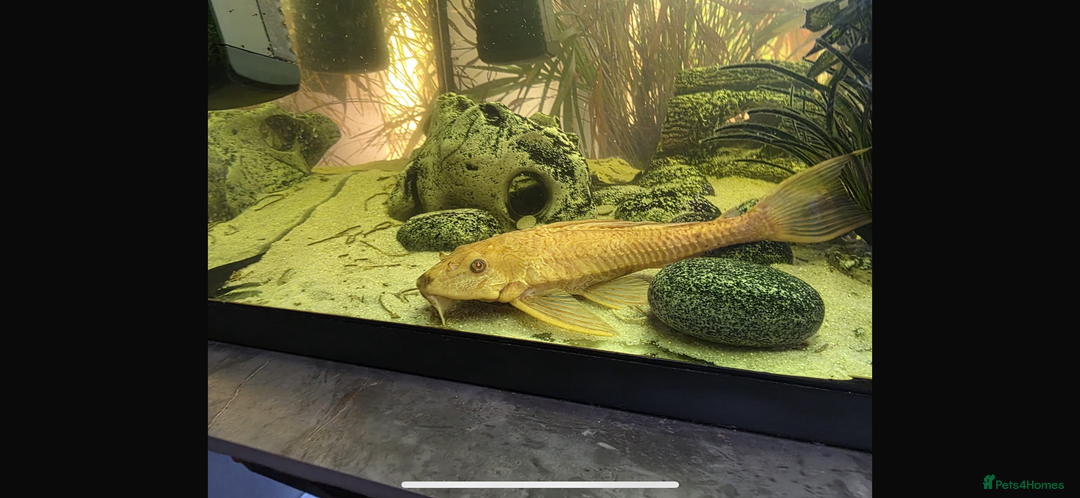 Plecos fish for sale: Albino and Black plecos need new home - Image 6