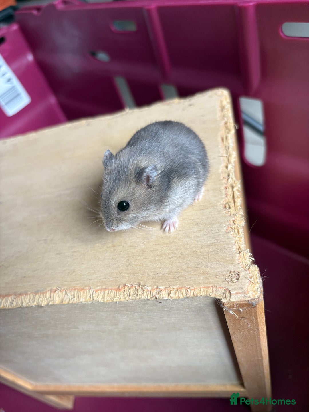 Hamster rodents for sale: Female winter white dwarf hamsters - Image 21