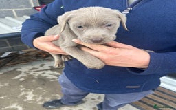 Labrador Retriever dogs for sale: Silver Labrador  - Image 6