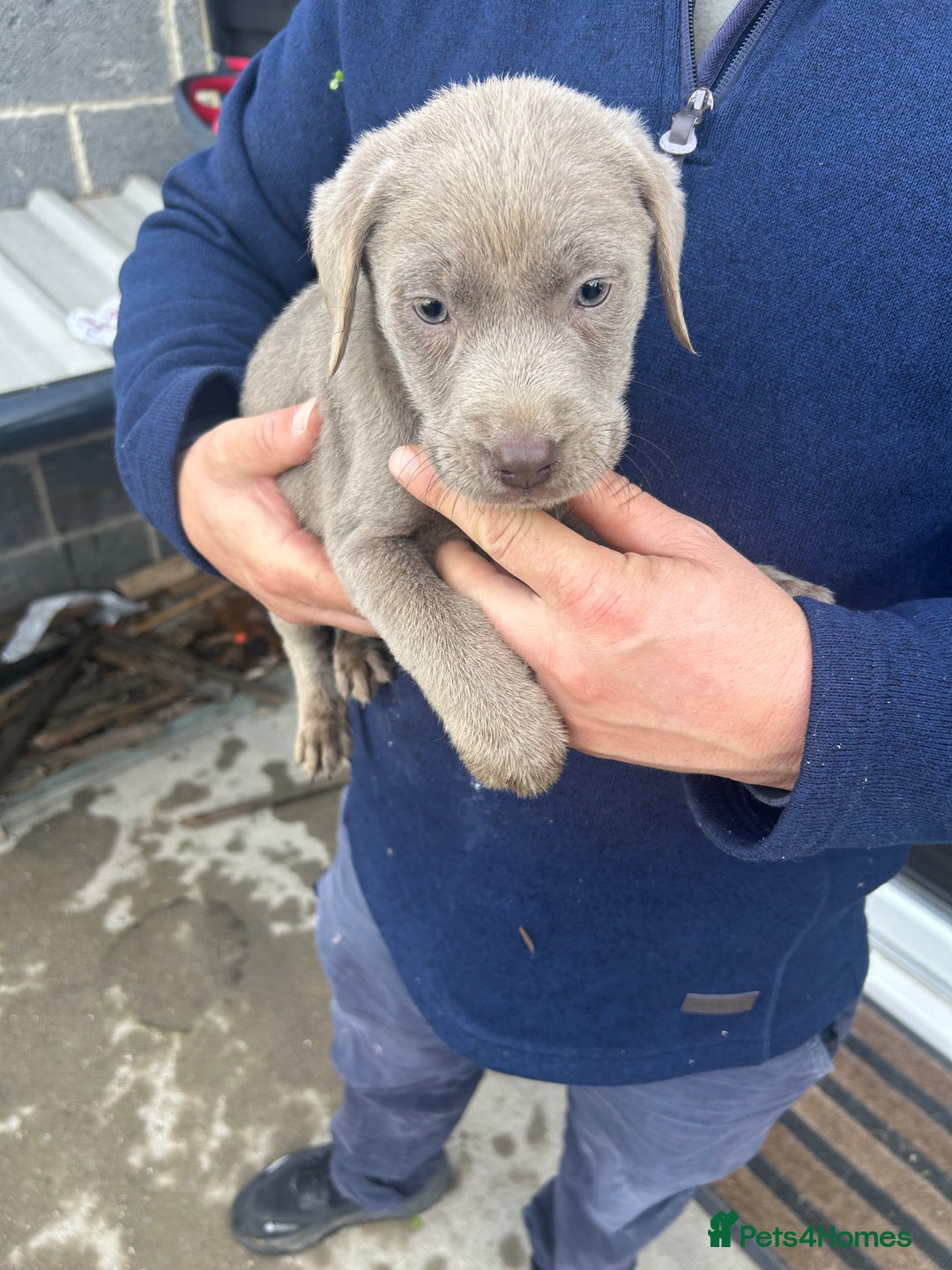 Labrador Retriever dogs for sale: Silver Labrador  - Image 6