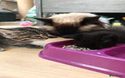 Mixed Breed cats for sale: Ragdoll (mum) X Tabby (dad) - blue eyes ! - Image 16