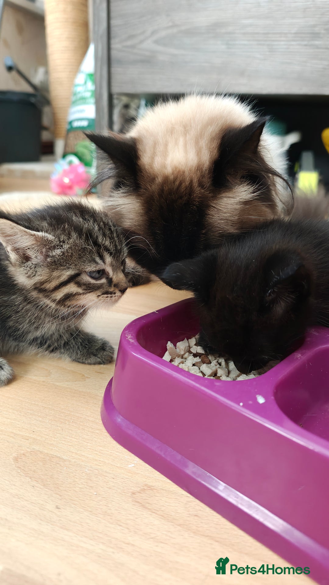Mixed Breed cats for sale: Ragdoll (mum) X Tabby (dad) - blue eyes ! - Image 16