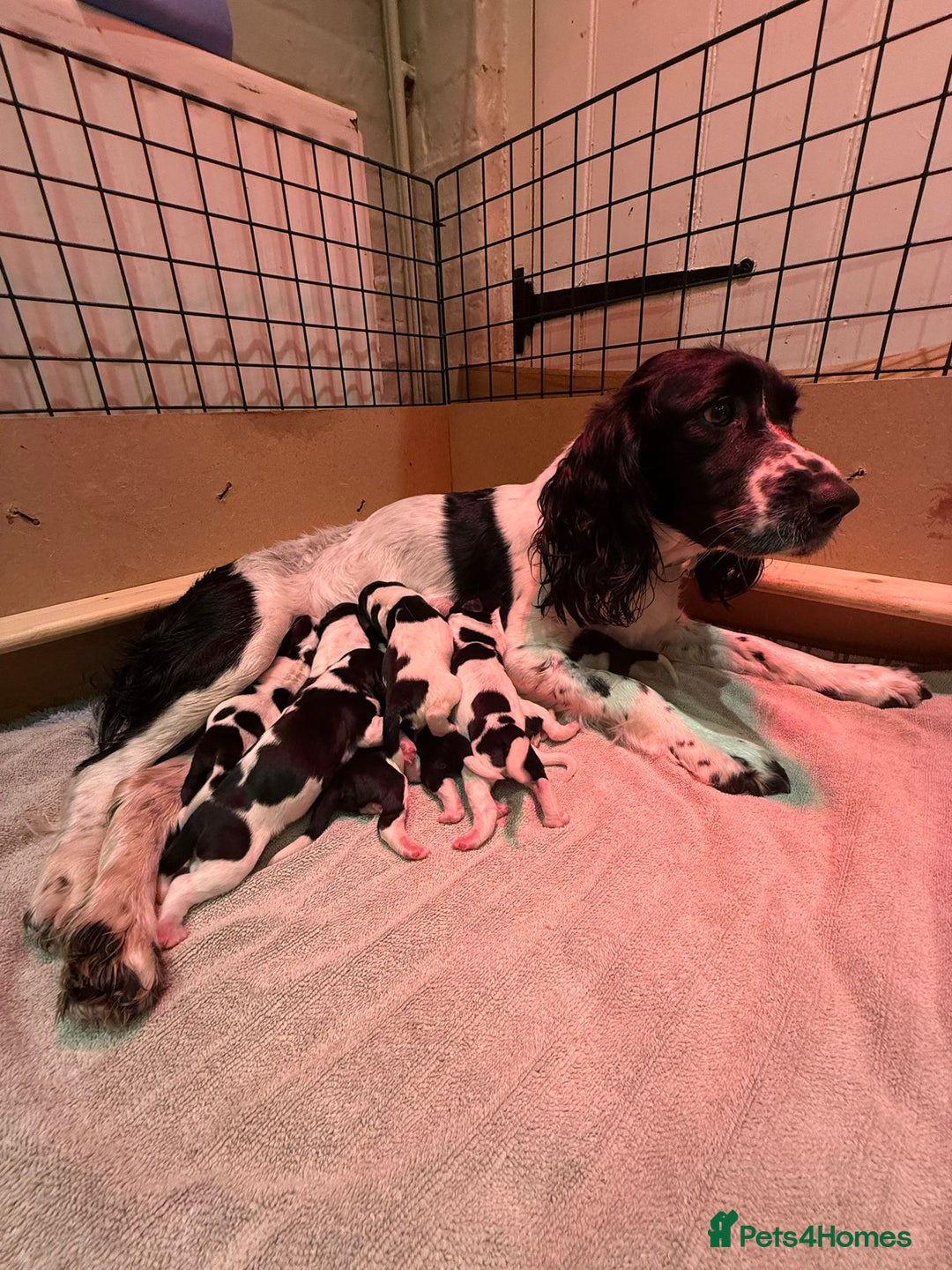 English Springer Spaniel dogs for sale: KC Reg English Springer Spaniels in Hampshire - Advert 1