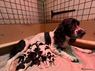 English Springer Spaniel dogs KC Reg English Springer Spaniels in Hampshire - Advert 1