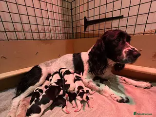 English Springer Spaniel dogs KC Reg English Springer Spaniels in Hampshire - Advert 14
