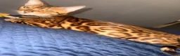 Bengal cats for sale: Gorgeous brown rosetted Bengal queen,tica reg✅ - Advert 4