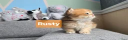 British Shorthair cats for sale: Pedigree golden British shorthair  - Advert 14