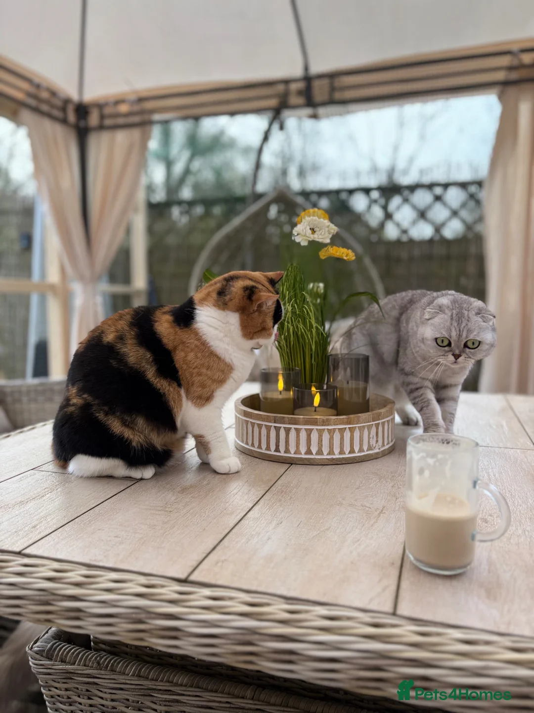 British Shorthair cats for sale: Sweet Layla BSH tortie ❤️❤️❤️ - Advert 2