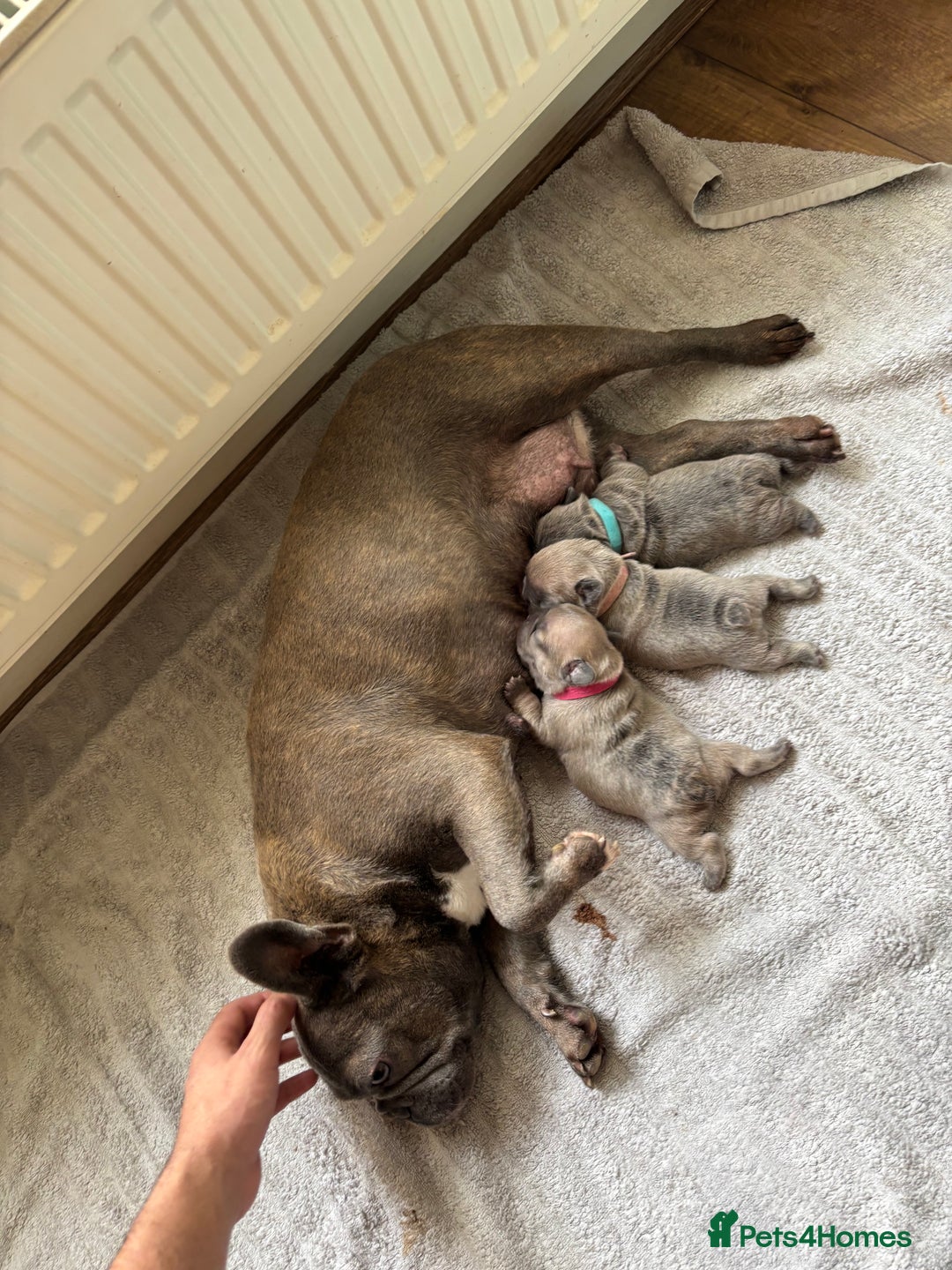 French Bulldog dogs for sale: Beautiful Frenchbulldog puppies 🇫🇷  - Image 14