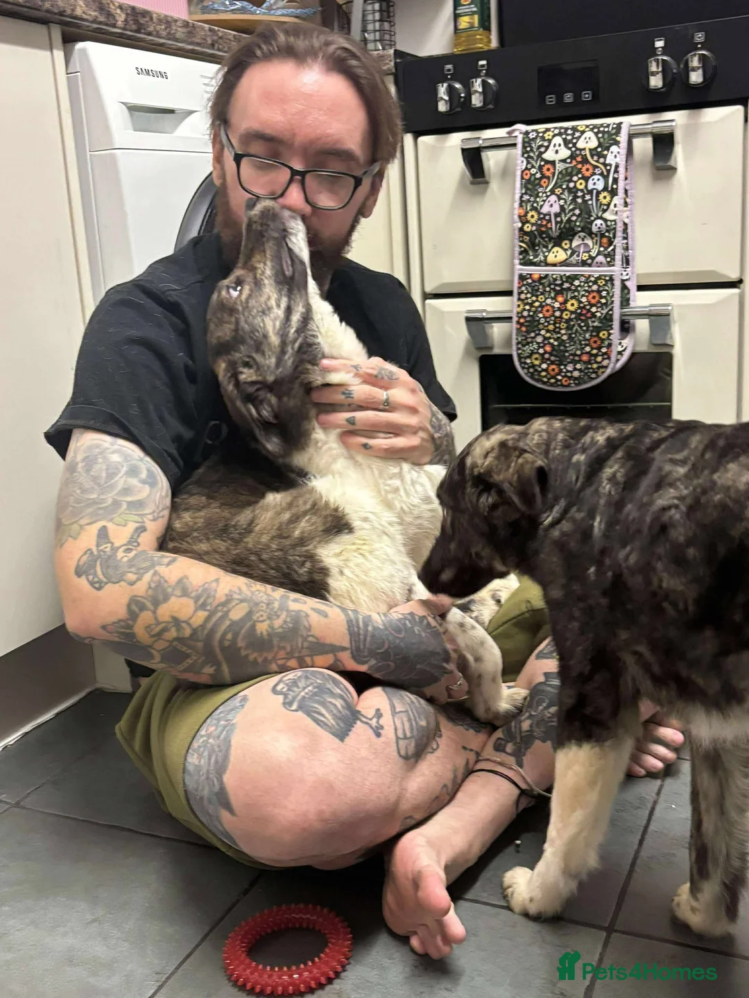 Mixed Breed dogs for adoption: Crumbs for adoption - Advert 2