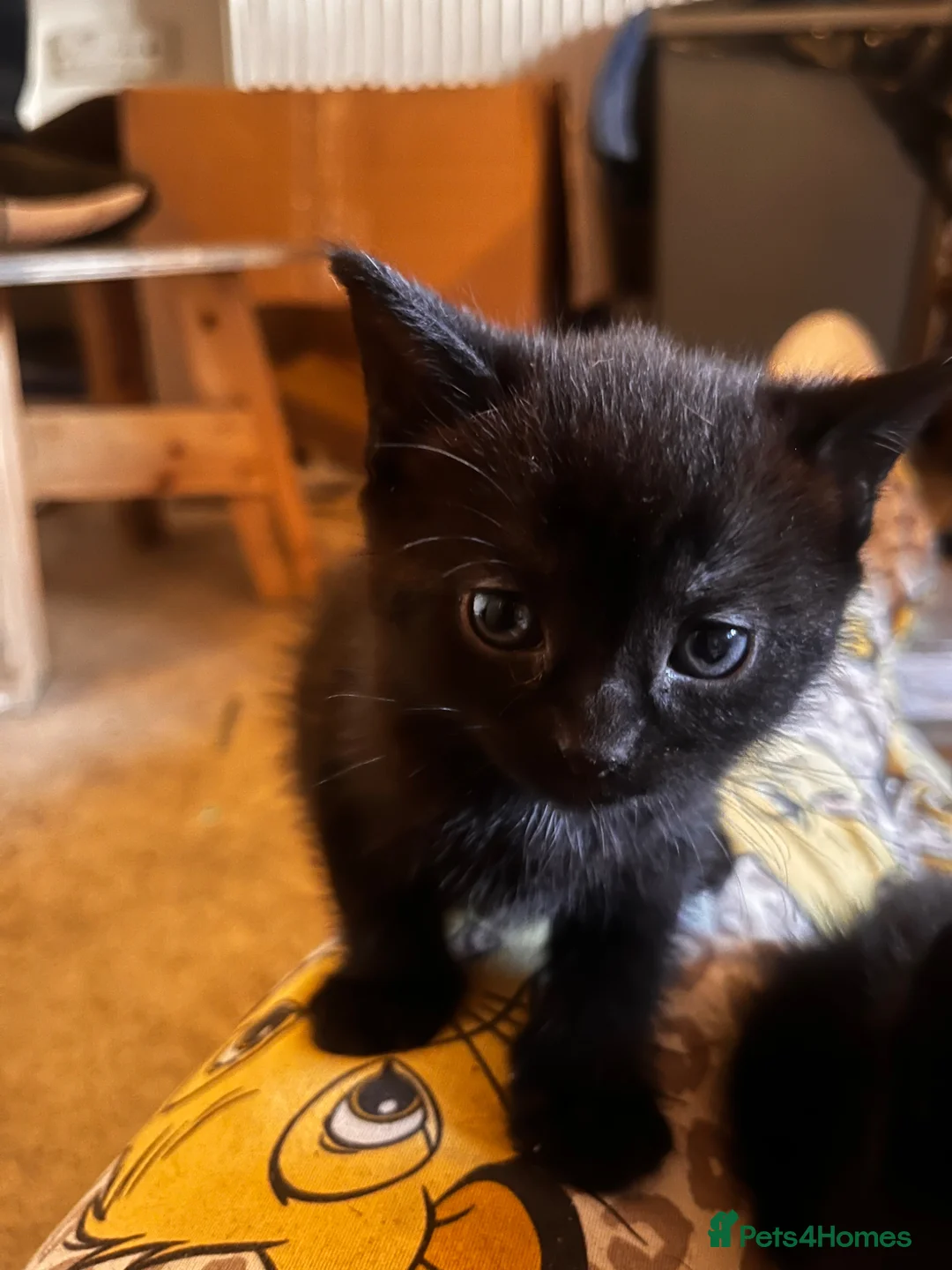 Mixed Breed cats for sale: Kittens for Sale - Advert 2