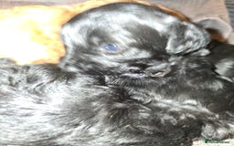 Lhasapoo dogs for sale: Beautiful lhasapoo puppies  - Image 8