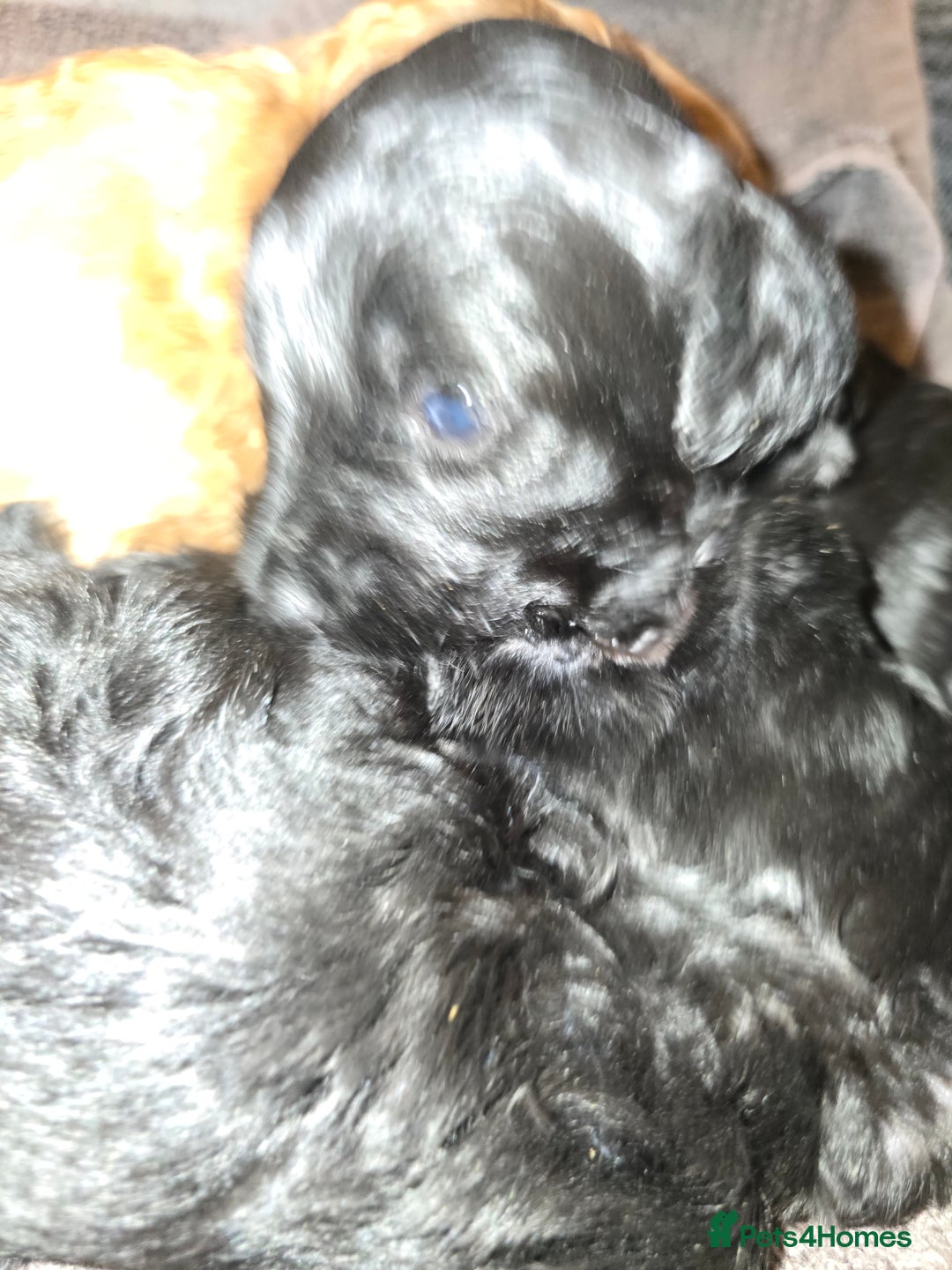 Lhasapoo dogs for sale: Beautiful lhasapoo puppies  - Image 8