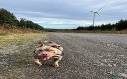 American Bully dogs for sale: Female Micro Bully.  - Image 1