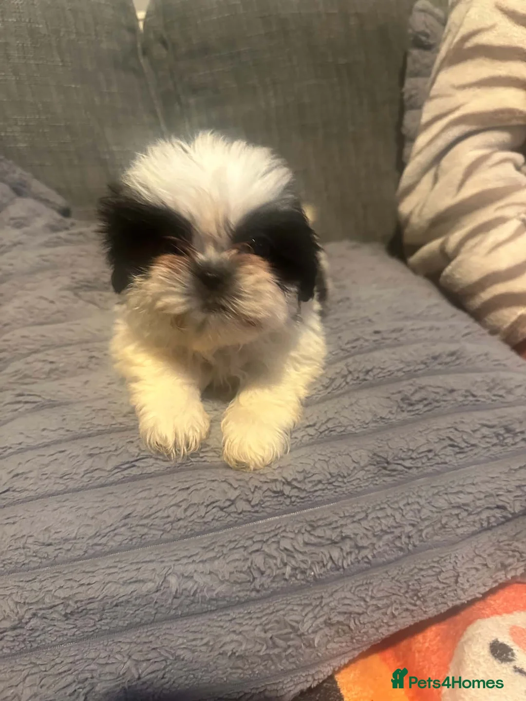 Shih Tzu dogs for sale: Shih tzus - Advert 2