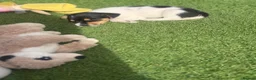 Jack Russell dogs for sale: 5 beautiful Jack Russell puppies  in Wickford - Advert 6