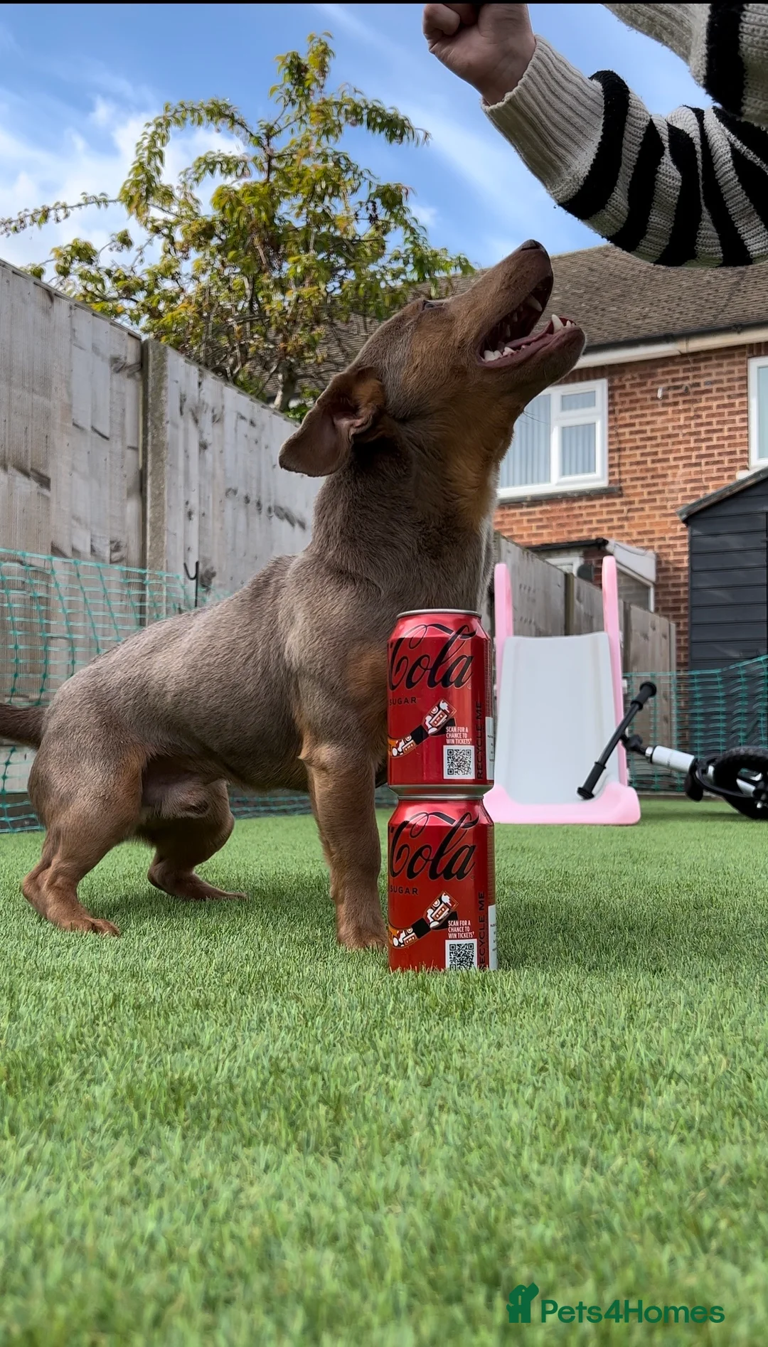 Jack Russell dogs for stud: DONJACKS RANGER - imported lilac & tan stud dog in Doncaster - Advert 13