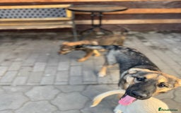 Mixed Breed dogs for adoption: BIBY, a Lovely young girl - for a Loving Home - Advert 26