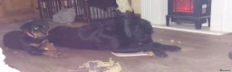 Rottweiler dogs for sale: IVOR KC REG ROTTWEILER PUP - Advert 23