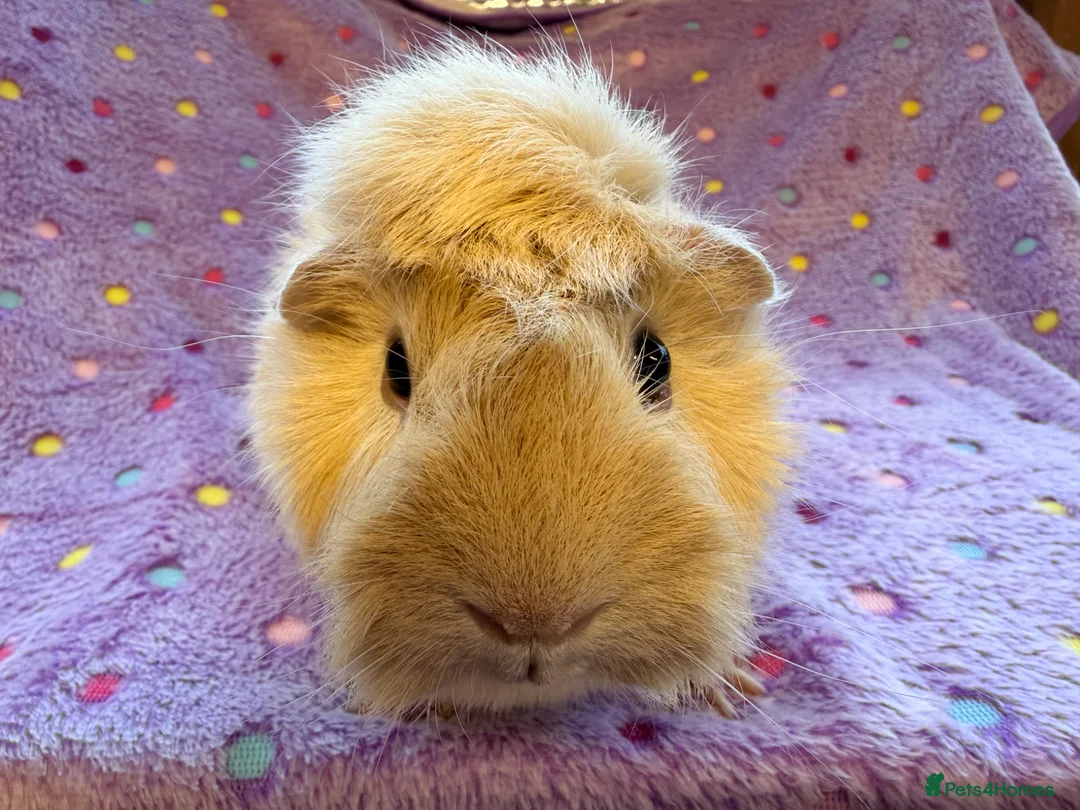 Guinea Pig rodents for sale: Beautiful Adult retired sows - Advert 4