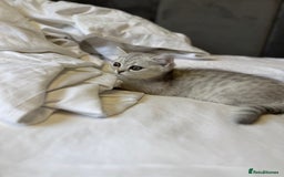 British Shorthair cats for sale: BSH kitten classic & chinchilla bloodline - Image 18