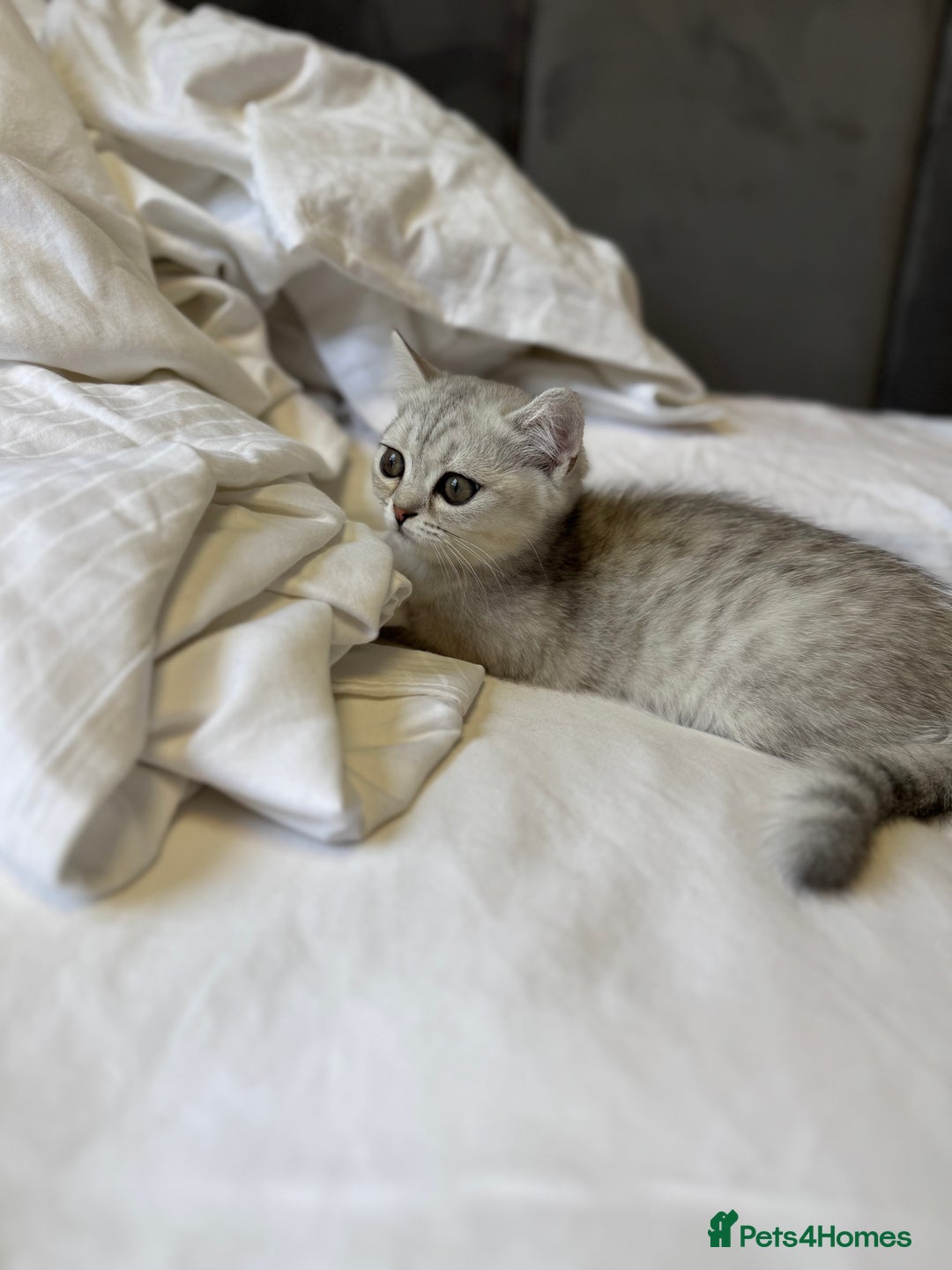 British Shorthair cats for sale: BSH kitten classic & chinchilla bloodline - Image 18