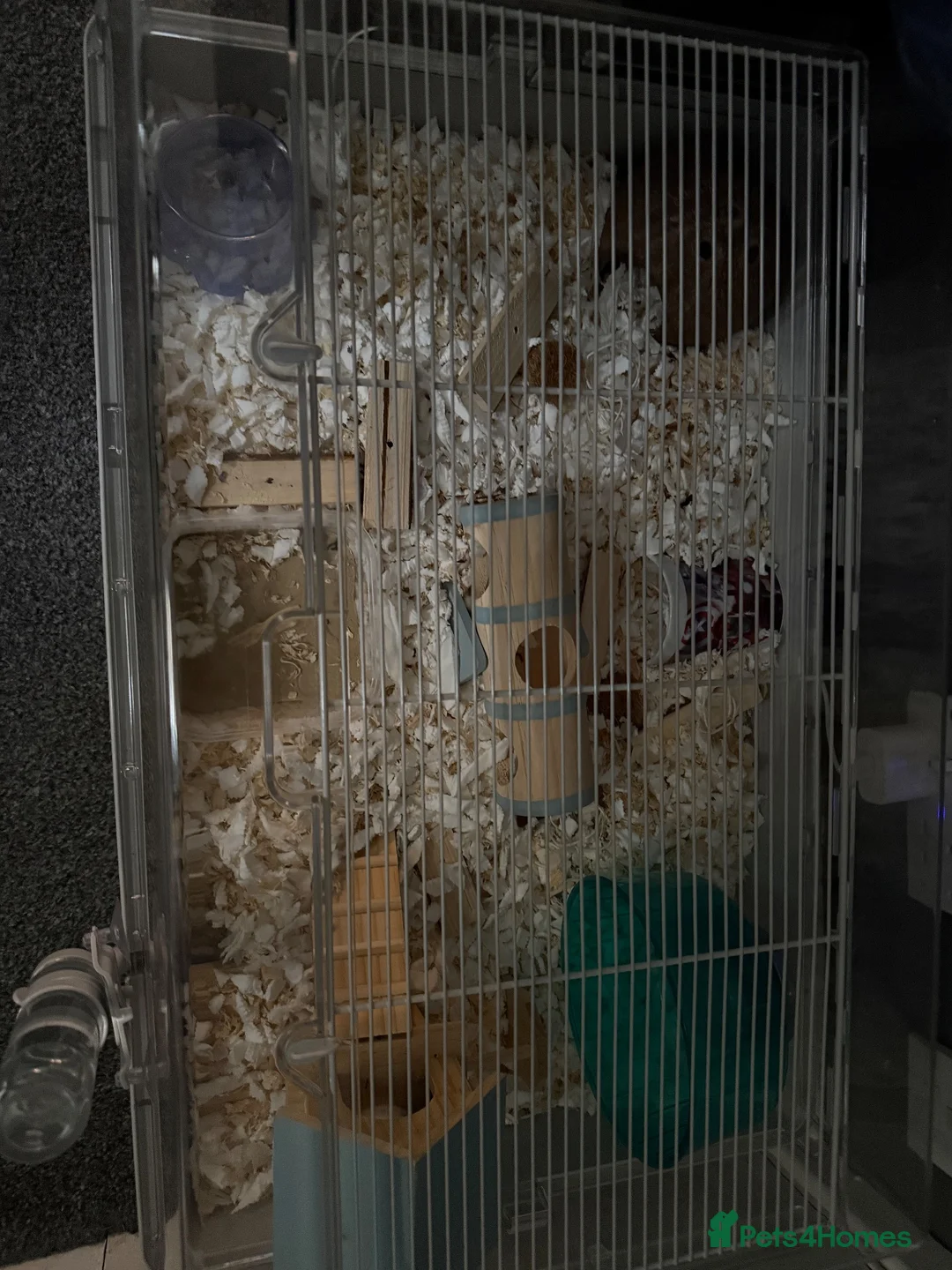 Hamster rodents for sale: Russian Dwarf Hamster - Advert 6
